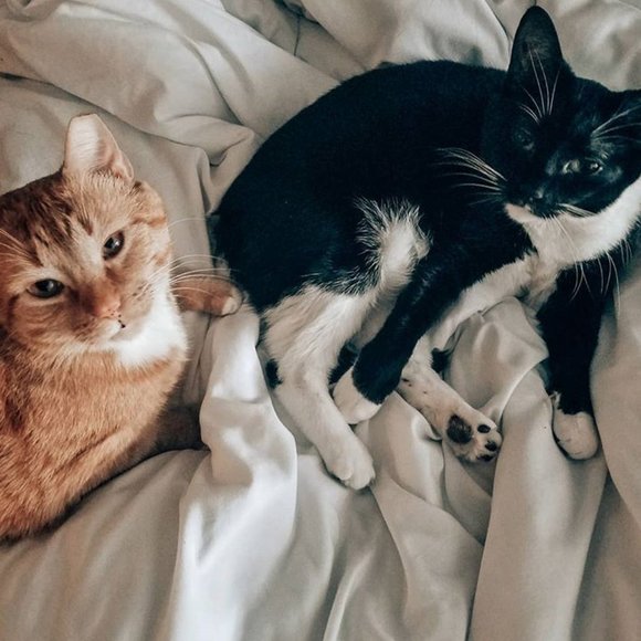 🌿 Meet the Posher 🌿 - Picture 4 of 7